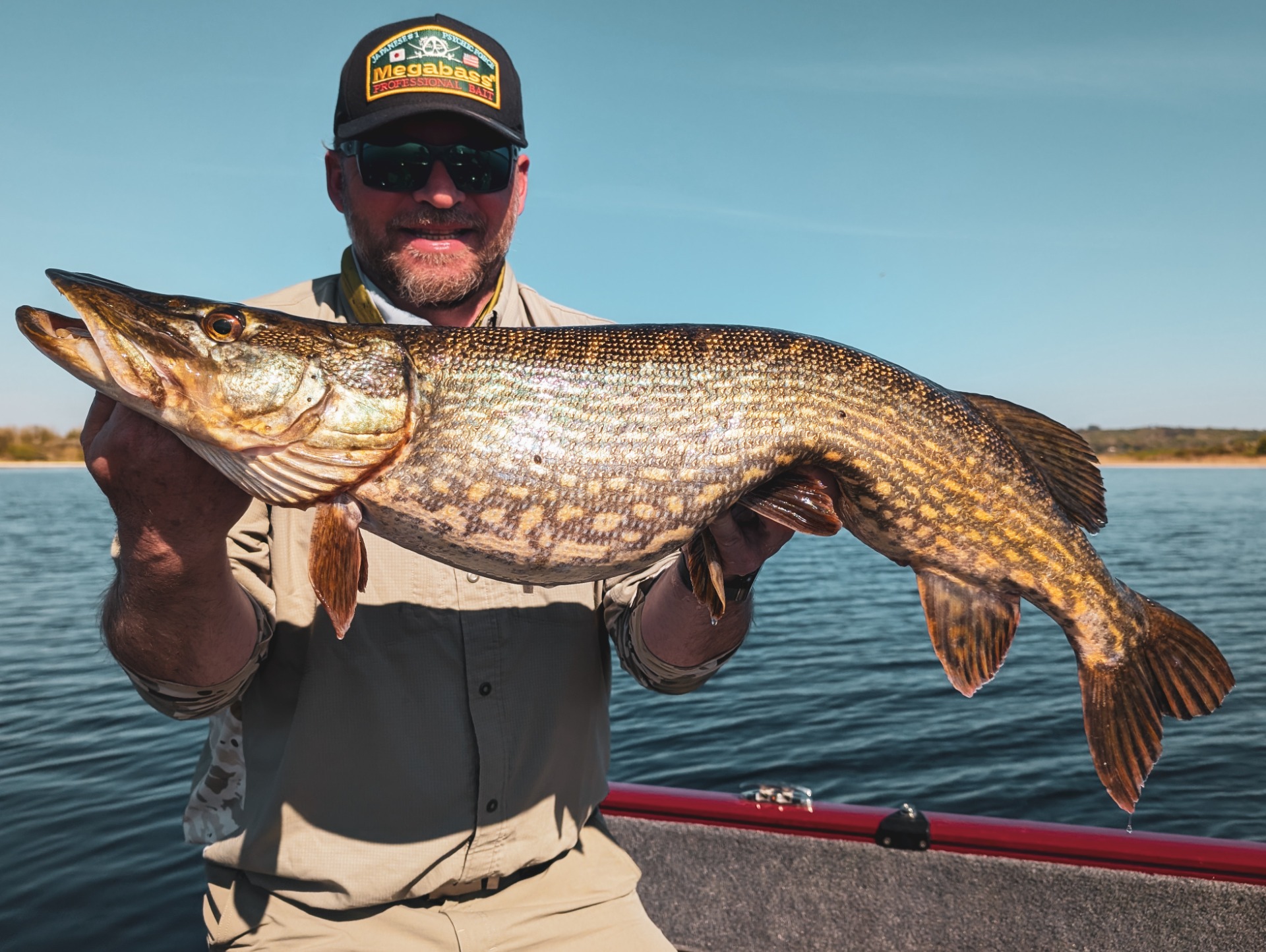 Brochet du Lough Ree